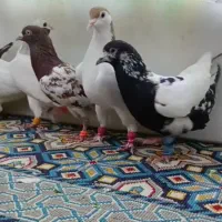 7تا رنگه کفتر بوم