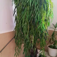 درختچه بید مجنون