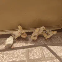 جوجه لاری