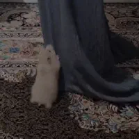 همستر