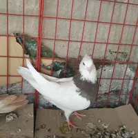 کفتر