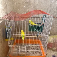 فروش مرغ عشق