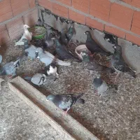 کبوتر|پرنده|گرگان, |دیوار