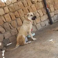 سگ سرابی