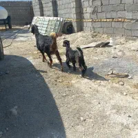 بز و بزغاله داشتی و پرواری