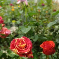 گل فروشی قهرو آشتی