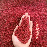 زرشک قائنات