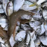 خرید ضایعات ماهی شهری و جنوب و میادین