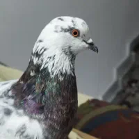 یک جفت کبوتر سرحال