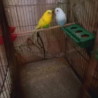یک جفت مرغ عشق