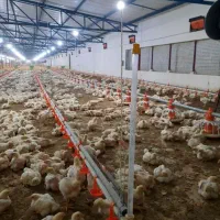 مرغ زنده به قیمت درب مرغداری بدون واسطه