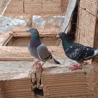 کفتر