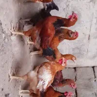 جوجه محلی