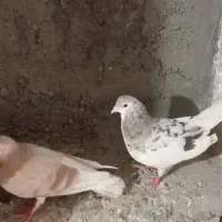 یک جفت سده هفت رنگ خال با لایه زرد2تومان