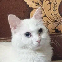 پرشین وان ترکیه معروف به نگورا و انقورا چشم ابی