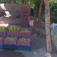 حراج و عرضه مستقیم لوبیا سبز آستانه