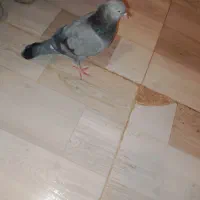 کبوتر عطیقه