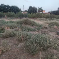 باغ-پسته-در-صالحیه