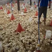 جوجه7روزه بوقلمون بیوتی6