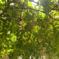 غوره تازه (پای درخت)