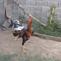 ۳ عدد جوجه خروس لاری ۵ماهه