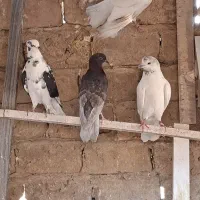 کبوتر