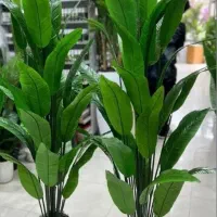 درختچه پرنده بهشتی به همراه گلدان