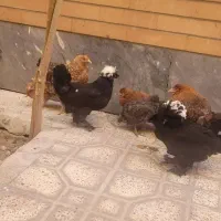 مرغ