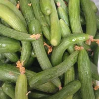 خیارخیارشور ۱۳۰هزار بادمجان رش و سور کدو