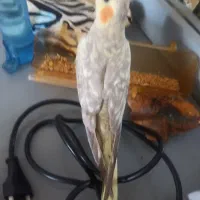 جوجه عروس