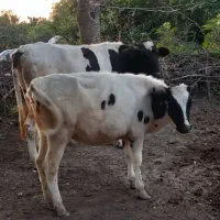 گوساله ماده