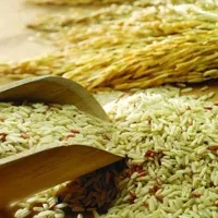 برنج طارم هاشمی درجه 1 بار 80کیلیویی تخفیف میدم