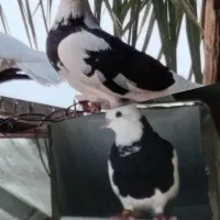 یک جفت کبوتر ملاقی نر طوقی سیاه ماده دو کت