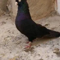کبوتر زاغ آبادانی واکسی عروسک
