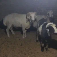 گوسفند