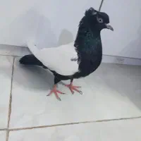 کفتر