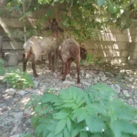 دوتا بره ماده داشتی چاقو سرحال