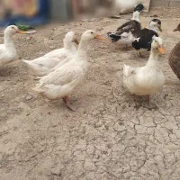 فروش اردک به قیمت مناسب