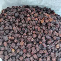 فروش آلوچه محلی