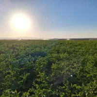 ب یک نفرنیروبرای کارکشاورزی ابپاش عوضکردن نیازمندم