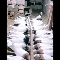 طوقی