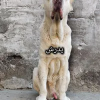 توله آلابای کائو نر|سگ|تهران, تهرانپارس شرقی|دیوار