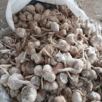 سیرو نعنا عرقی