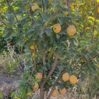 باغ