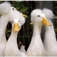 سه عدد اردک اهلی و خاص