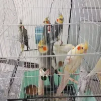 عروس هلندی