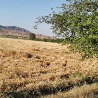 زمین کشاورزی