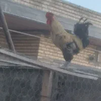 خروس محلی کاکولی و پاپر