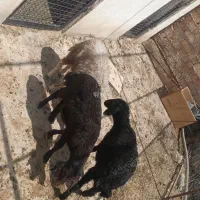 بره