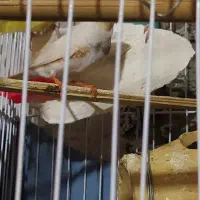 سلام یک فنچ نرسالم مست